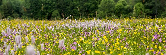 Erlebnishof Spargelhof Koppold - Schönauerhof bietet Bienen Patenschaften - werden sie aktiv für den Bienenschutz (©Foto. Spargelhof Koppold)